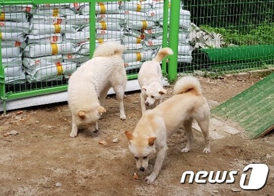유기동물 보호소. 사진 올라펫 제공 © 뉴스1