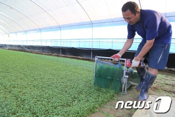김은호 바른농작 대표는 매일 비닐하우스 한 동을 수확한다. 그는 빠르게 자라는 어린잎채소의 특성상 매일 씨를 뿌리고 매일 수확을 하는 일이 가능하다고 설명했다. 2020.9.25 /© 뉴스1 이지선기자