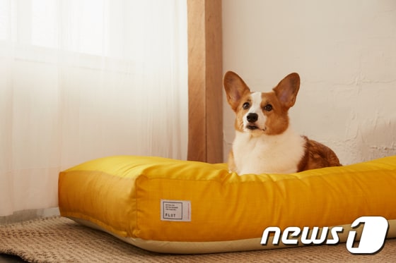 강아지 방석. 사진 플로트 제공 © 뉴스1