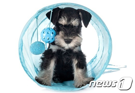 장난감을 갖고 노는 강아지. 사진 이미지투데이 © 뉴스1