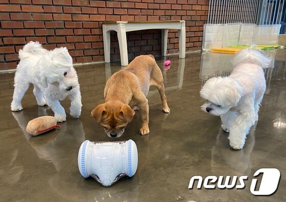 인공지능 로봇을 구경하고 있는 강아지들. 사진 강동구 제공 © 뉴스1