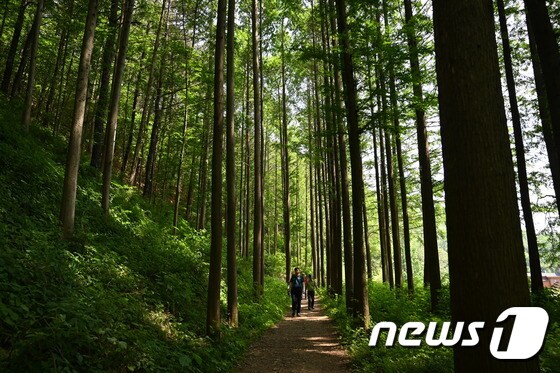 충북 옥천군 안남면에 위치한 화인산림욕장.(옥천군 제공)© 뉴스1