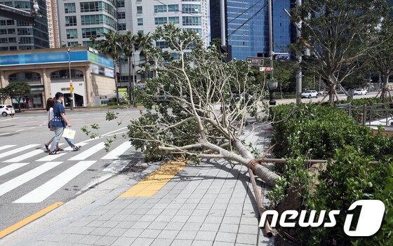 제9호 태풍 마이삭(MAYSAK)의 영향을 받은 3일 오전 부산 해운대의 한 도로에 가로수가 쓰러져있다. 2020.9.3/뉴스1 © News1 여주연 기자
