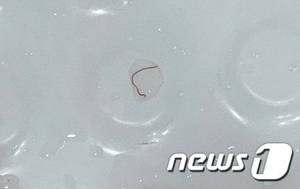 인천 서구의 한 아파트에서 발견된 유충의 모습(독자제공)© 뉴스1