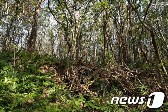 제주 곶자왈의 상록활엽수림.© 뉴스1