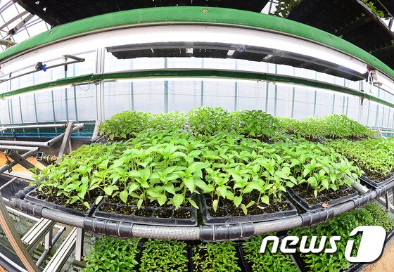 충북농업기술원의 '회전형 다단식 식물재배 장치' 특허기술을 이용한 작목 재배.(충북도 제공).2021.1.20/© 뉴스1