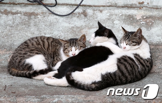 서울 시내 한 공원에서 낮잠을 자고 있는 길고양이들의 모습. 2021.1.25/뉴스1 © News1 김진환 기자