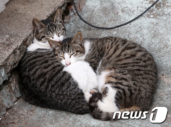 서울 시내 한 공원에서 낮잠을 자고 있는 길고양이들의 모습. 2021.1.25/뉴스1 © News1 김진환 기자