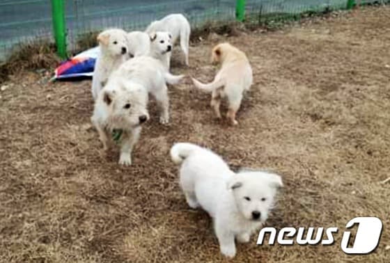 훈련소에 버려진 7마리 개들. 사진 GPS애견학교 제공 © 뉴스1