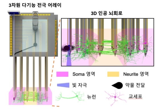 3D 인공 뇌 회로와 자극 및 신경 신호 측정을 위한 3차원 다기능 전극 (한국과학기술연구원 제공) 2021.01.28 /뉴스1