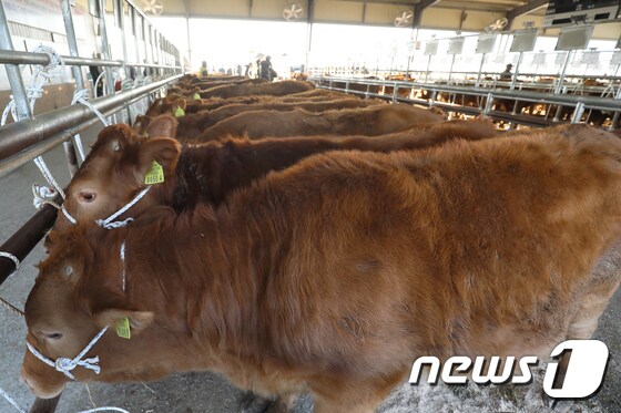 충북도동물위생시험소 축산시험장이 종축장 한우 21마리를 분양한다./뉴스1 © News1 