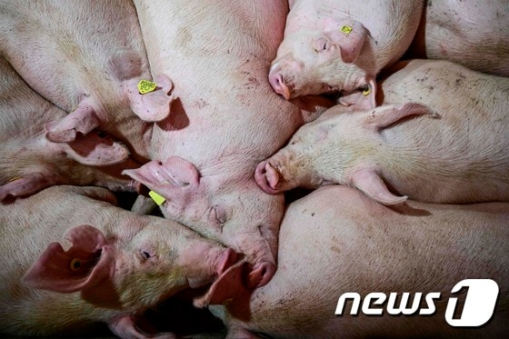 돼지. © AFP=뉴스1