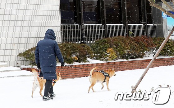 눈이 내리는 제주시 연동의 한 거리에서 한 시민이 강아지 두 마리와 함께 산책을 하고 있다.© News1 오미란 기자