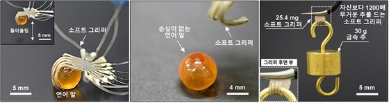 터지기 쉬운 연어알과 자신보다 1200배 무거운 추를 들고있는 소프트 그리퍼의 모습 (과학기술정보통신부 제공) 2021.10.13 /뉴스1