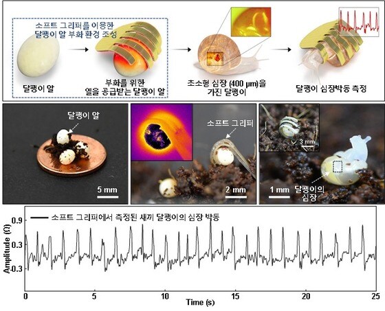 소프트 그리퍼를 이용한 달팽이 부화 촉진 및 생체 신호 측정 과정 (과학기술정보통신부 제공) 2021.10.13 /뉴스1