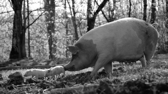 돼지를 소재로 한 영화 '군다' © 뉴스1