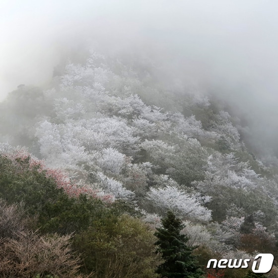 17일 오전 영하권 기온을 보인 한라산에 올 가을 첫 상고대(수빙)가 하얗게 펴 있다.(독자 제공)2021.10.17/뉴스1 © News1 오미란 기자