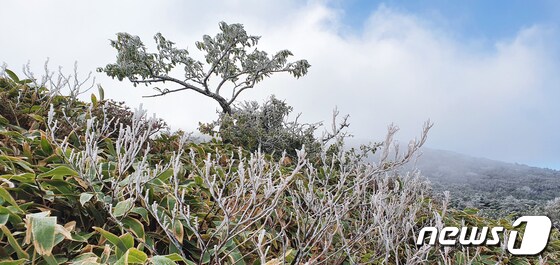 17일 오전 영하권 기온을 보인 한라산에 올 가을 첫 상고대(수빙)가 하얗게 펴 있다.(독자 제공)2021.10.17/뉴스1 © News1 오미란 기자