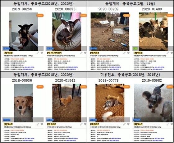 동물보호관리시스템에 올라온 군산 보호소 동물들의 같은 사진 또는 다른 사진을 이용한 중복 공고 목록(비구협 제공) © 뉴스1