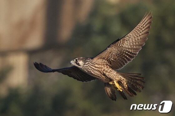 매 비행 문신