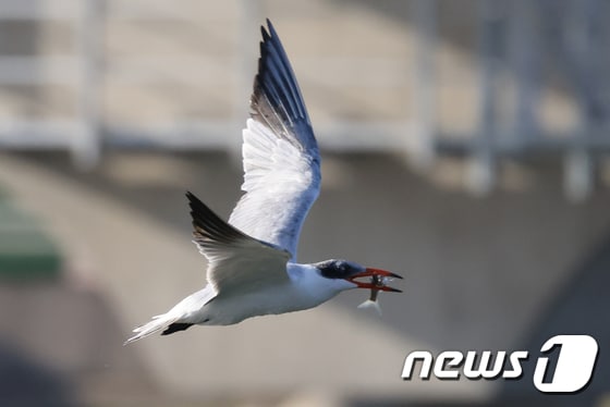 국내에서는 좀처럼 보기 어려운 붉은부리큰제비갈매기(Caspian Tern)가 28일 경북 포항시 남구 형산강에서 먹잇감을 사냥하는 모습이 포착됐다. 2021.10.28/뉴스1 © News1 최창호 기자