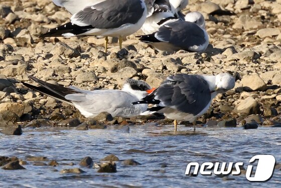 국내에서는 좀처럼 보기 어려운 붉은부리큰제비갈매기(Caspian Tern)가 28일 경북 포항시 남구 형산강에서 쉬고 있는 모습이 카메라에 잡혔다. 2021.10.28/뉴스1 © News1 최창호 기자