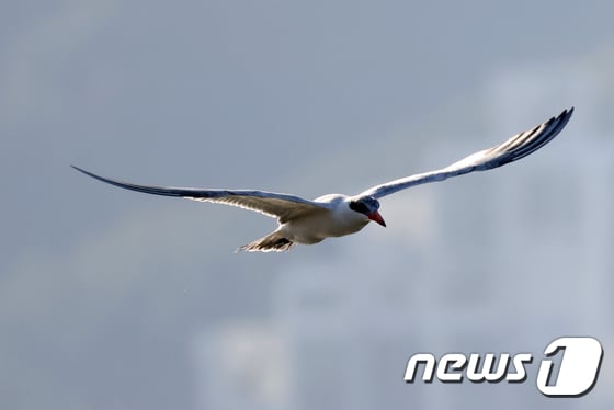 국내에서는 좀처럼 보기 어려운 붉은부리큰제비갈매기(Caspian Tern)가 28일 경북 포항시 남구 형산강에서 먹잇감을 사냥하는 모습이 포착됐다. 이 새는 도요목 제비갈매기과로 2000년 대 초 국내에서 처음 발견된 바 있다..2021.10.28/뉴스1 © News1 최창호 기자