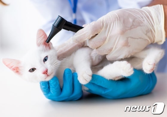 동물병원에서 치료 받는 고양이 (사진 이미지투데이) © 뉴스1