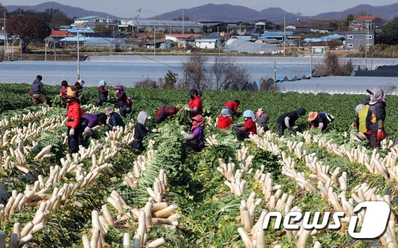 충북 음성군 금왕읍에서 농민들이 단무지용 무를 수확하고 있는 모습. © News1 장수영 기자