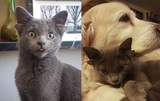 귀가 네 개인 고양이 마이다스와 함께 지내고 있는 골든 리트리버 수지. (인스타그램 갈무리) © 뉴스1