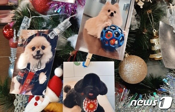 강동구는 11월 24일~12월 25일까지 '유기동물 입양가족 홈커밍데이'를 개최한다. (강동구 제공) © 뉴스1