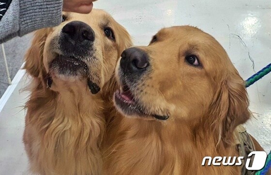 '제30회 코리아펫쇼'가 26일 서울 서초구 aT센터에서 열렸다. 보호자와 함께 방문한 강아지 중에는 리트리버도 볼 수 있었다. © 뉴스1 최서윤 기자