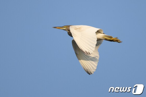 흰날개해오라기가 경북 포항시 남구 형산강 상공으로 날아가고 있다.2021.10.29/© 뉴스1최창호 기자