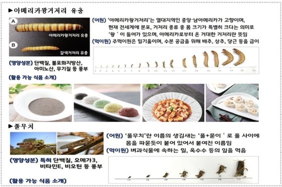 농촌진흥청이 새이름을 공모하는아메리카왕거저리 애벌레와 풀무치.© 뉴스1