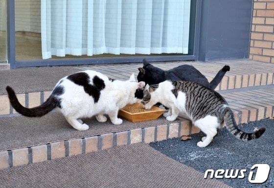 사료를 먹고 있는 길고양이들(21그램 제공) © 뉴스1