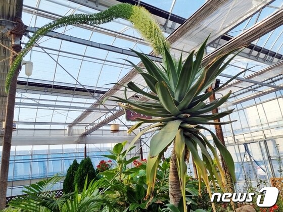 <br />전북 정읍시농업기술센터는 사계절 치유정원에 100년 만에 한 번 핀다는 ‘아가베 아테누아타’ 꽃이 피었다고 20일 밝혔다.  © 뉴스1