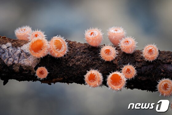 '울산야생버섯 199선' 화보집에 담긴 털작은입술잔버섯. (울산시 제공) © 뉴스1