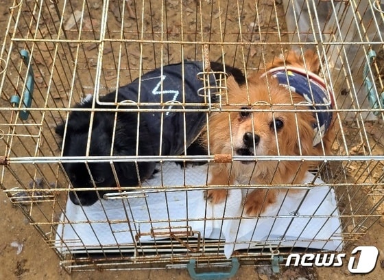 고양시 공무원들과 동물단체에서 30일 사설 동물보호소의 개들을 구조했다.(고유거 제공) © 뉴스1