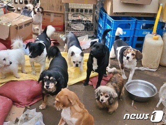 고양시 공무원들과 동물단체는 30일 사설 동물보호소의 개들을 구조했다.(고유거 제공) © 뉴스1