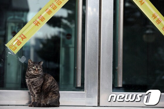  6일 오후 서울 동대문구 한국외대에서 폐쇄된 건물 출입문 앞에 고양이가 앉아 있다. 2021.12.6/뉴스1 © News1 황기선 기자