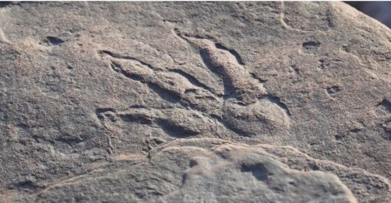 4세 소녀가 발견한 공룡 발자국 화석 - 데일리메일 갈무리