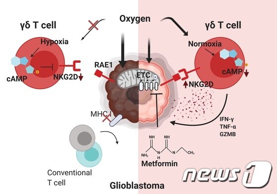 감마델타 T 세포의 항뇌종양 면역반응 기전 규명(제공:KAIST 이흥규 교수)© 뉴스1
