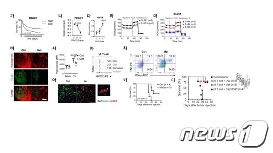 감마델타 T 세포의 항뇌종양 면역반응 기전 규명(제공:KAIST 이흥규 교수)© 뉴스1
