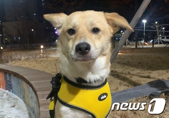 비글구조네트워크에서 보호 중인 강아지 블리 © 뉴스1