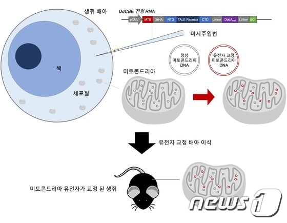 DdCBE 미세주입법을 이용한 미토콘드리아 DNA 교정 생쥐 제작(제공:IBS)© 뉴스1