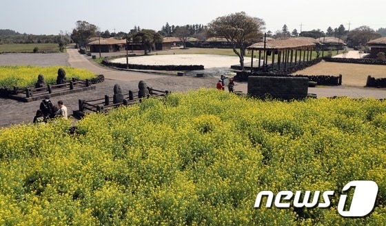 제주 서귀포시 표선면 성읍민속마을에 유채꽃이 흐드러지게 피어있다.2021.3.14/뉴스1 © News1 고동명 기자