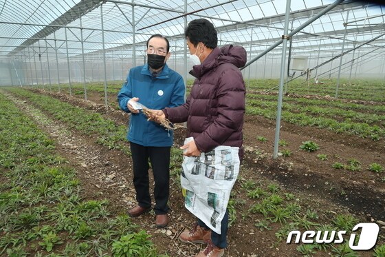정상혁 충북 보은군수(왼쪽)가 시범농가로 선정된 금원잔대를 둘러보고 있다.(보은군 제공)© 뉴스1