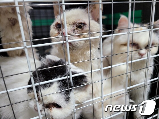 지난 23일 광주 북구 용봉동 한 불법 고양이 사육 업장에서 피부병과 각막염을 앓고 있는 고양이가 철창 안에 갇혀있다.(비글구조네트워크 제공)2021.3.25/뉴스1 © News1 허단비 기자