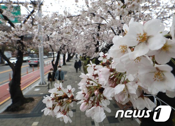 28일 오전 서울 여의도 벚꽃길을 찾은 시민들 모습. /뉴스1 2021.3.28/뉴스1 © News1 신웅수 기자