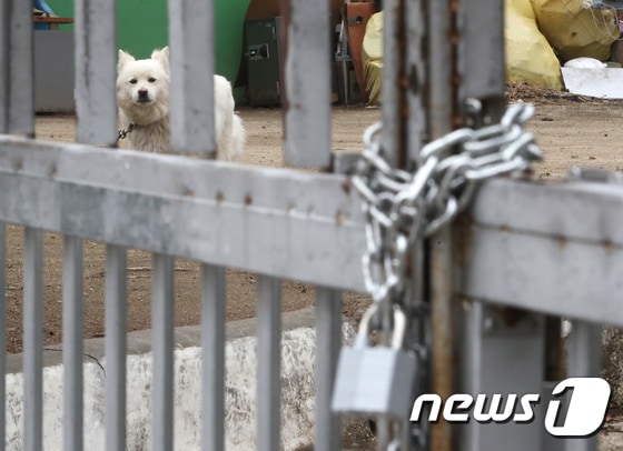 인천 강화군 폐분교 안에 강아지가 묶여 있다. 2021.3.28/뉴스1 © News1 이성철 기자